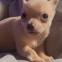 Cuddly Charlie, a male Chihuahua for sale in Adamsville, TN – Photo 4 of 4