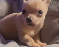 Cuddly Charlie, a male Chihuahua for sale in Adamsville, TN – Photo 4 of 4