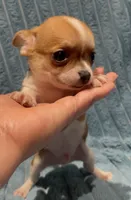 Tiny Tucker, a male Chihuahua for sale in Adamsville, TN – 7 of 8