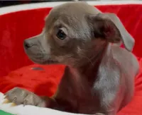 Steele, a male Chihuahua for sale in Adamsville, TN – 3 of 8