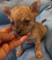 Lil Sprout, a male Chihuahua for sale in Adamsville, TN – 2 of 5