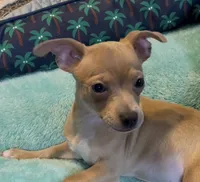 Lavender Cisco, a male Chihuahua for sale in Adamsville, TN – 8 of 10