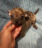 Mister Sketch , a male Chihuahua for sale in Adamsville, TN – 2 of 3