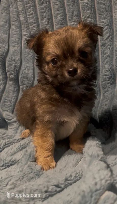 Lil Beanie – Chihuahua puppy for sale in Adamsville, TN