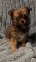 Lil Beanie, a male Chihuahua for sale in Adamsville, TN – 1 of 5