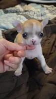Princess Peach, a female Chihuahua for sale in Adamsville, TN – 8 of 8