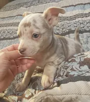 Ziggy, a male Chihuahua for sale in Adamsville, TN – 4 of 10