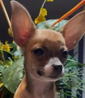 Hazel, a female Chihuahua for sale in Adamsville, TN – 6 of 8