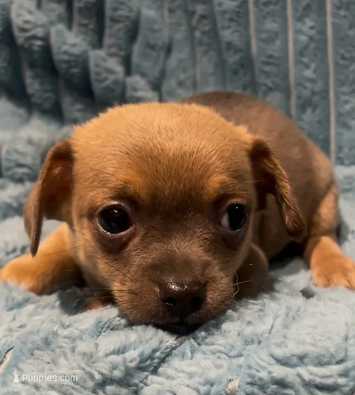 Cute lil Copper – Chihuahua puppy for sale in Adamsville, TN