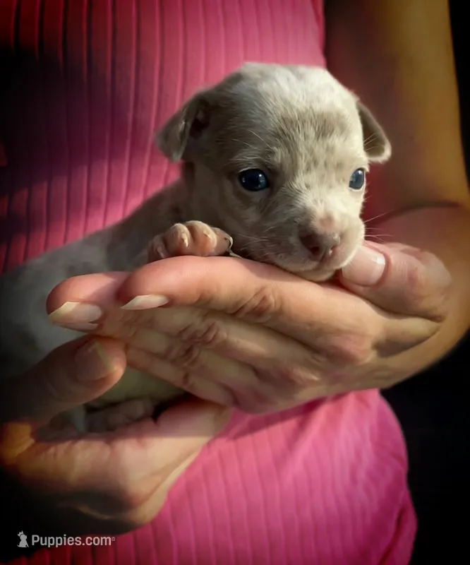 Ziggy – Chihuahua puppy for sale in Adamsville, TN