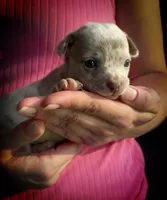 Ziggy, a male Chihuahua for sale in Adamsville, TN – 1 of 1