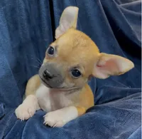 Socks, a male Chihuahua for sale in Adamsville, TN – 2 of 7