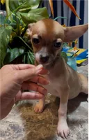 Hazel, a female Chihuahua for sale in Adamsville, TN – 2 of 8