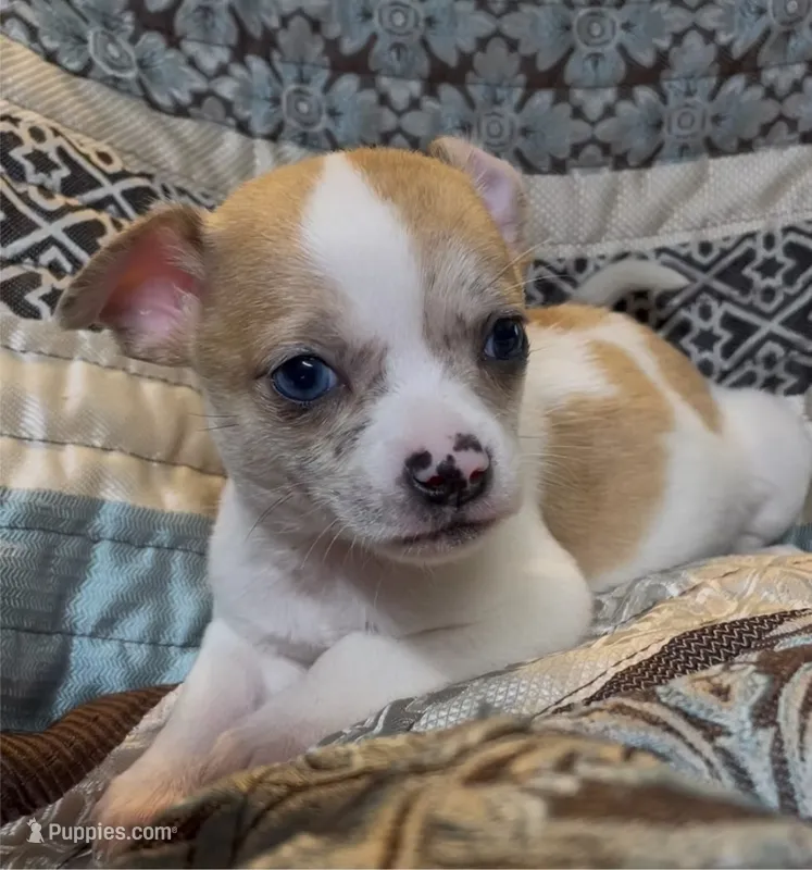 Baby Nickel – Chihuahua puppy for sale in Adamsville, TN