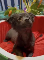 Lil Shadow, a male Chihuahua for sale in Adamsville, TN – 2 of 10
