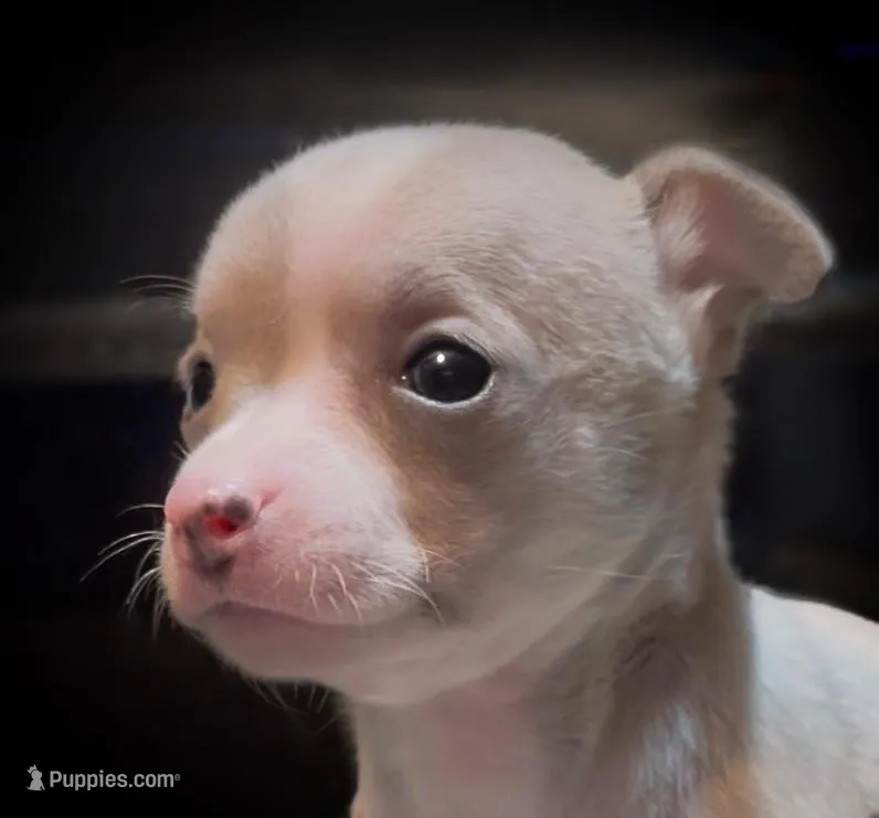 Sweet Squeaky – Chihuahua puppy for sale in Adamsville, TN