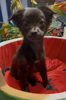 Lil Shadow, a male Chihuahua for sale in Adamsville, TN – 3 of 10