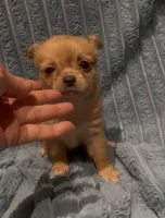 Fluffy Fiona, a female Chihuahua for sale in Adamsville, TN – 5 of 6