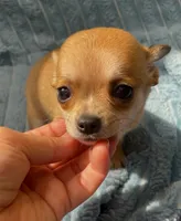 Tiny Rusty, a male Chihuahua for sale in Adamsville, TN – 3 of 6