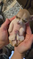 Princess Peach, a female Chihuahua for sale in Adamsville, TN – 6 of 8