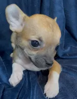 Socks, a male Chihuahua for sale in Adamsville, TN – 6 of 7