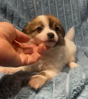 Fluffy Sweet Pea, a female Chihuahua for sale in Adamsville, TN – 4 of 7