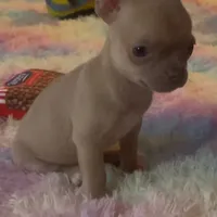 Pretty Pumpkin, a female Chihuahua for sale in Adamsville, TN – Photo 3 of 3