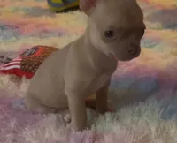 Pretty Pumpkin, a female Chihuahua for sale in Adamsville, TN – Photo 3 of 3