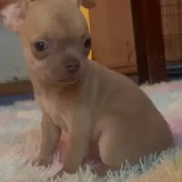 Pretty Pumpkin, a female Chihuahua for sale in Adamsville, TN – Photo 2 of 3