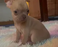 Pretty Pumpkin, a female Chihuahua for sale in Adamsville, TN – Photo 2 of 3