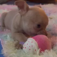 Pretty Pumpkin, a female Chihuahua for sale in Adamsville, TN – Photo 1 of 3