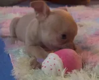 Pretty Pumpkin, a female Chihuahua for sale in Adamsville, TN – Photo 1 of 3