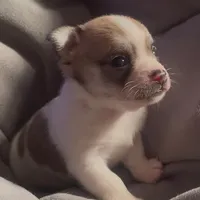 Cute Little Peanut, a male Chihuahua for sale in Adamsville, TN – Photo 4 of 5