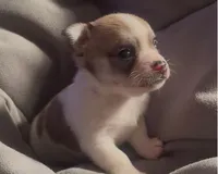 Cute Little Peanut, a male Chihuahua for sale in Adamsville, TN – Photo 4 of 5