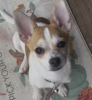 Sweet Buster, a male Chihuahua for sale in Adamsville, TN – Photo 3 of 10