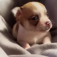 Cute Little Peanut, a male Chihuahua for sale in Adamsville, TN – Photo 1 of 5