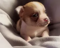 Cute Little Peanut, a male Chihuahua for sale in Adamsville, TN – Photo 1 of 5