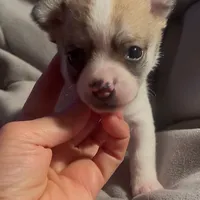 Cute Little Peanut, a male Chihuahua for sale in Adamsville, TN – Photo 3 of 5