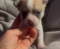 Cute Little Peanut, a male Chihuahua for sale in Adamsville, TN – Photo 3 of 5