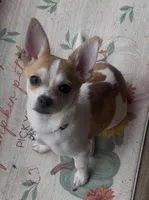 Sweet Buster, a male Chihuahua for sale in Adamsville, TN – Photo 5 of 10