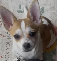 Sweet Buster, a male Chihuahua for sale in Adamsville, TN – Photo 2 of 10