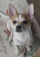 Sweet Buster, a male Chihuahua for sale in Adamsville, TN – Photo 4 of 10