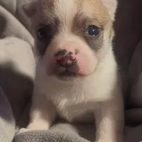 Cute Little Peanut, a male Chihuahua for sale in Adamsville, TN – Photo 2 of 5