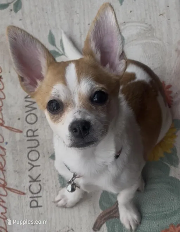 Sweet Buster – Chihuahua puppy for sale in Adamsville, TN