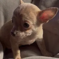 Tender Truffle, a male Chihuahua for sale in Adamsville, TN – Photo 4 of 4