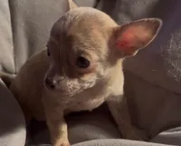 Tender Truffle, a male Chihuahua for sale in Adamsville, TN – Photo 4 of 4