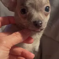 Tender Truffle, a male Chihuahua for sale in Adamsville, TN – Photo 1 of 4