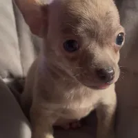 Tender Truffle, a male Chihuahua for sale in Adamsville, TN – Photo 2 of 4