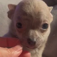 Tender Truffle, a male Chihuahua for sale in Adamsville, TN – Photo 3 of 4