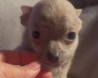 Tender Truffle, a male Chihuahua for sale in Adamsville, TN – Photo 3 of 4